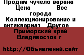 Продам чучело варана. › Цена ­ 15 000 - Все города Коллекционирование и антиквариат » Другое   . Приморский край,Владивосток г.